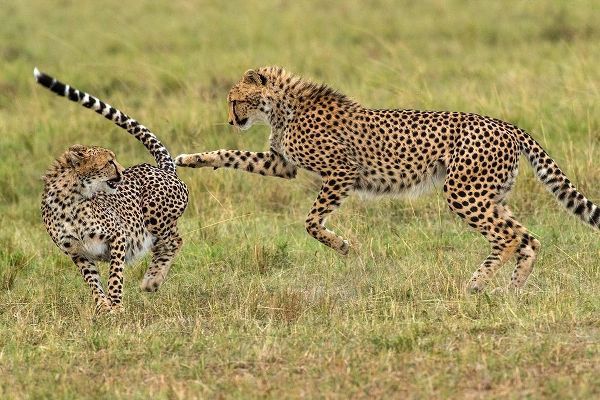 Kenya-Masai Mara National Reserve Young cheetahs playing